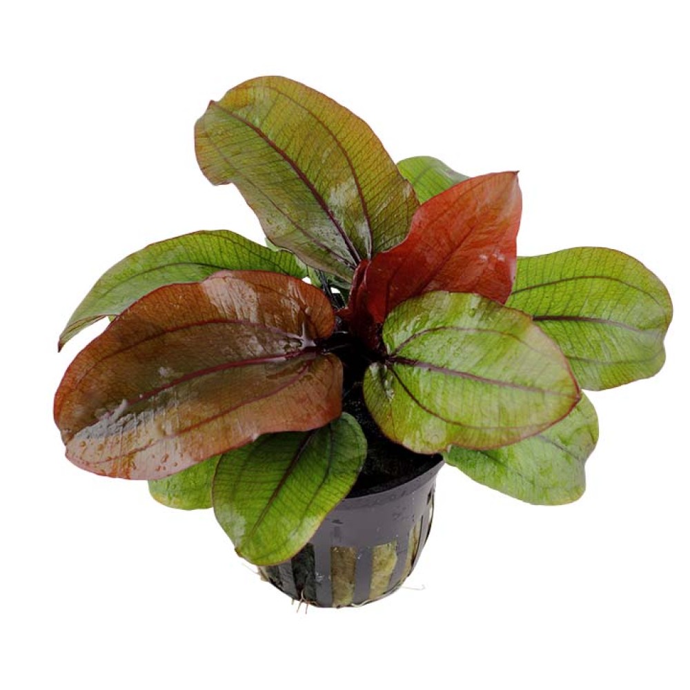 Echinodorus Reni