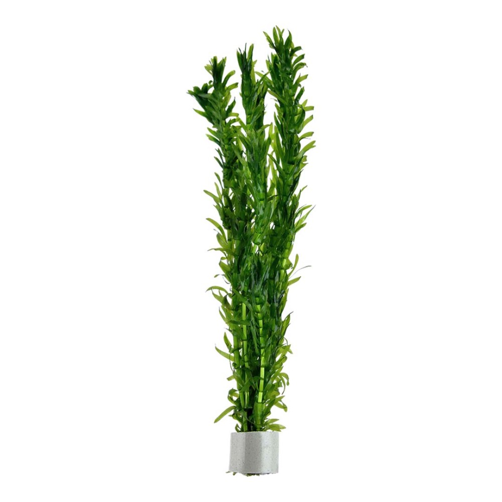 Egeria densa 'Dense Waterweed'