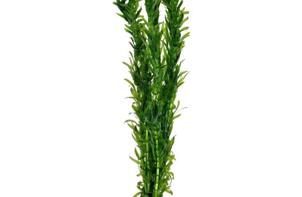 Freshwater plants, fully restocked!