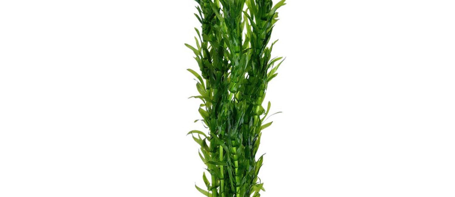 Freshwater plants, fully restocked!