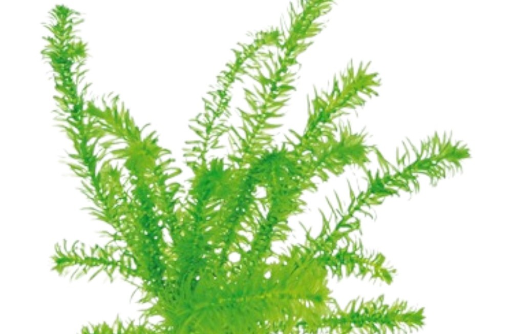 New Aquatic Plant arrivals! 