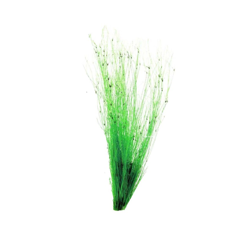 Eleocharis vivipara