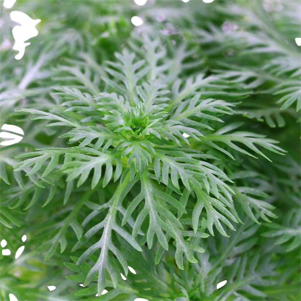 Hottonia palustris