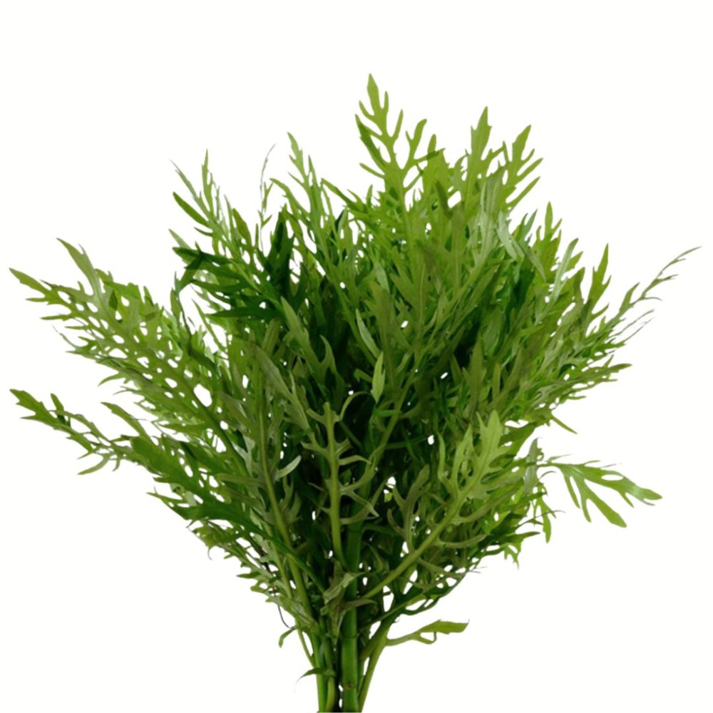 Hygrophila Difformis