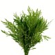 Hygrophila Difformis