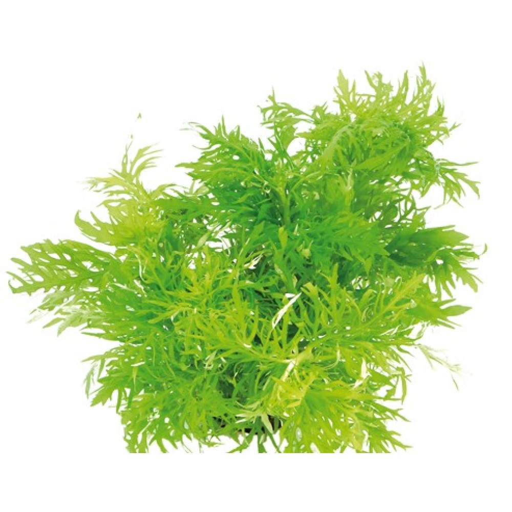 Hygrophila Difformis