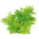 Hygrophila Difformis