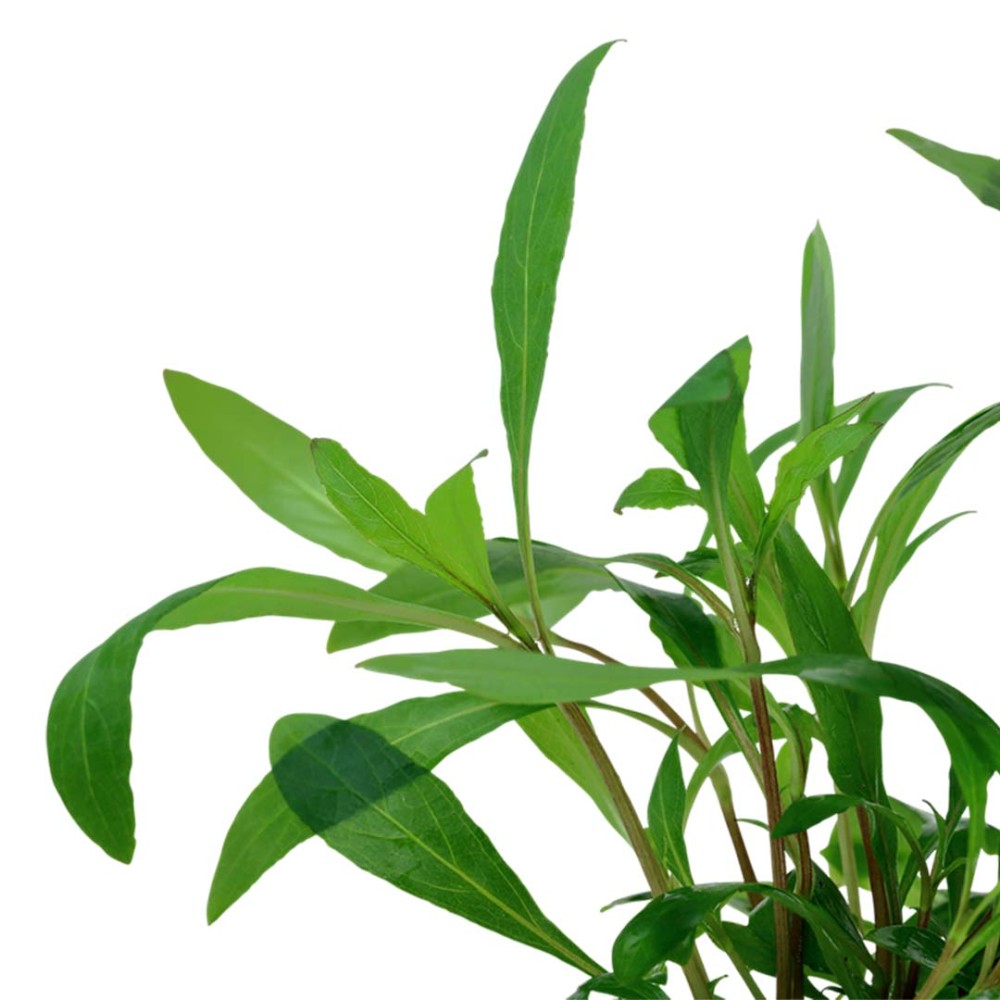 Hygrophila corymbosa Siamensis 53B