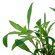 Hygrophila corymbosa Siamensis 53B
