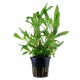 Hygrophila corymbosa Siamensis 53B