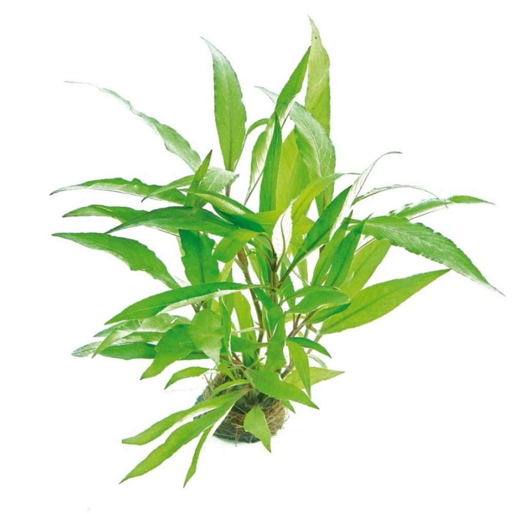 Hygrophila corymbosa Thailand