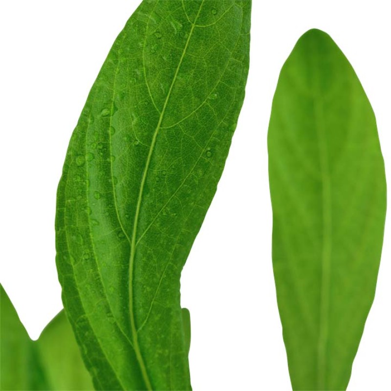 Hygrophila costata