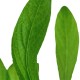 Hygrophila costata