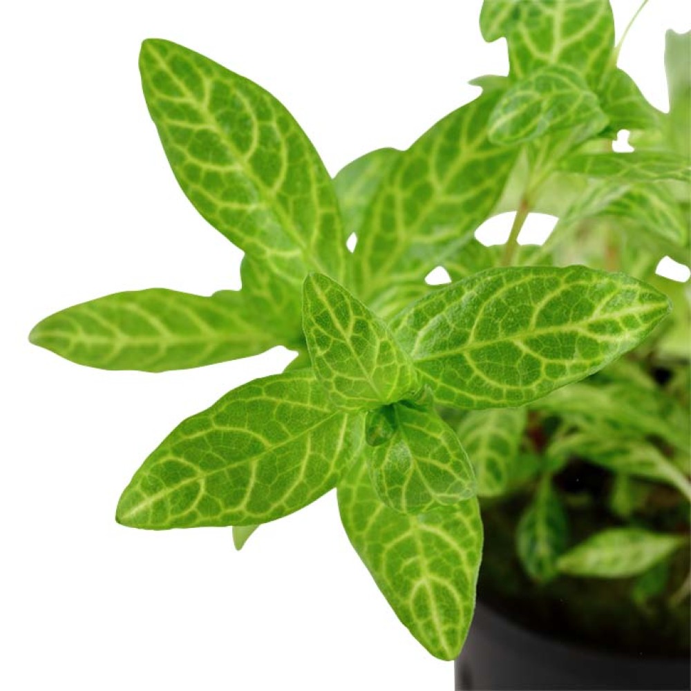 Hygrophila polysperma Rosanervig