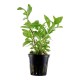 Hygrophila polysperma Rosanervig