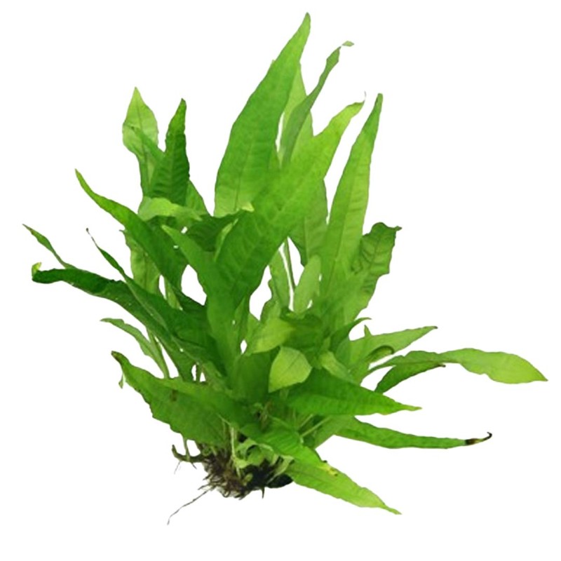 Microsorum pteropus Java Fern