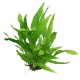 Microsorum pteropus Java Fern