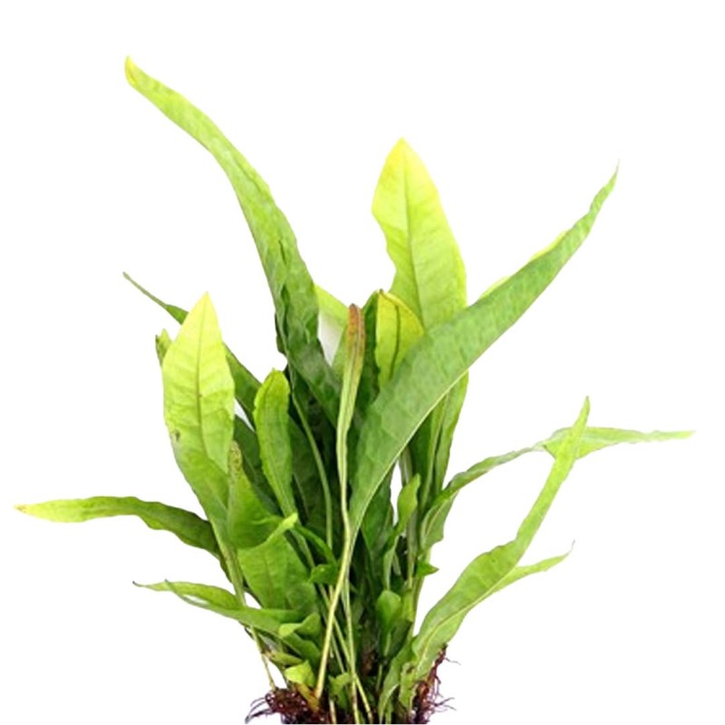 Microsorum pteropus Java Fern