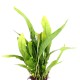 Microsorum pteropus Java Fern
