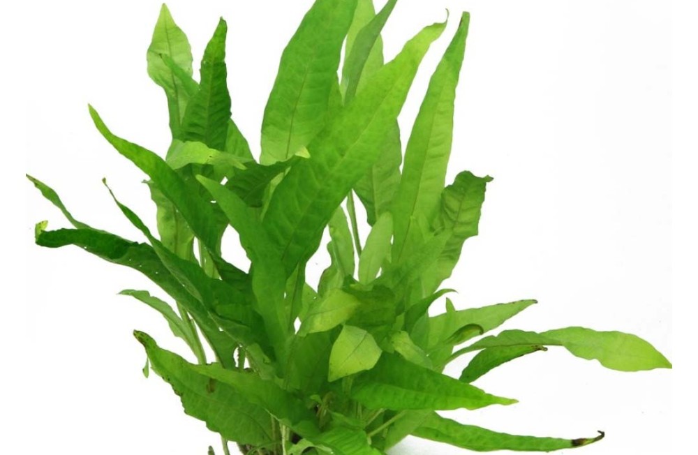Beat the midweek blues.. with some green! NEW PLANTS IN STORE NOW