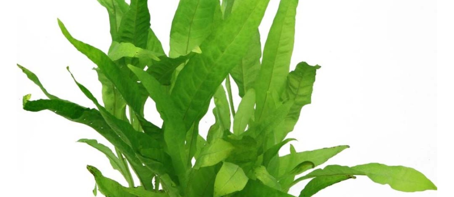 Beat the midweek blues.. with some green! NEW PLANTS IN STORE NOW