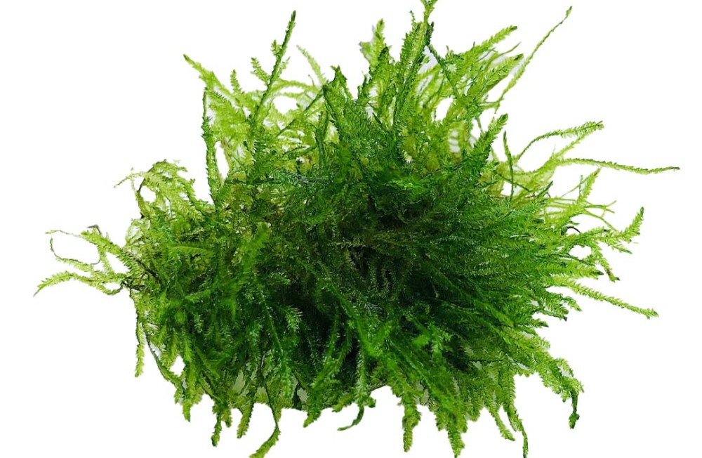 New Plant arrivals! Start the week off right! 