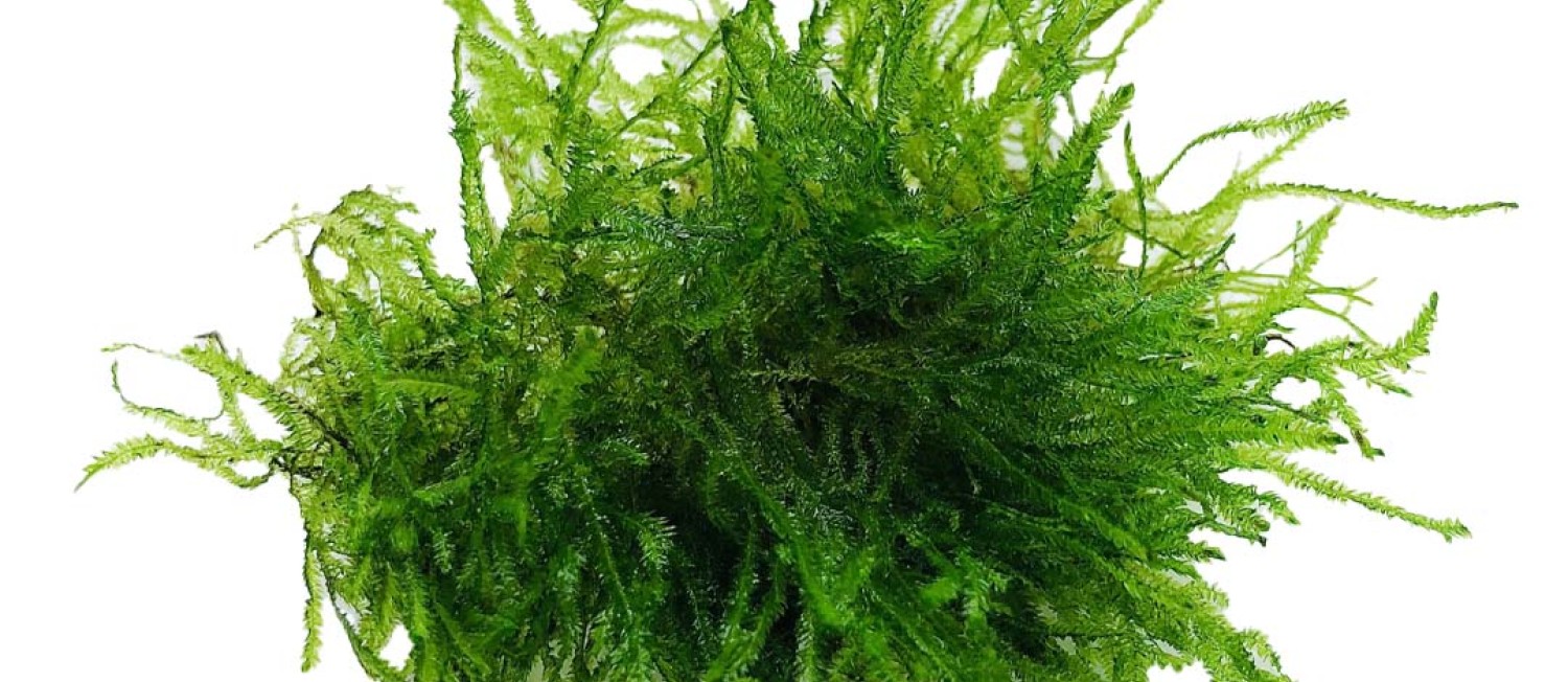 New Plant arrivals! Start the week off right! 