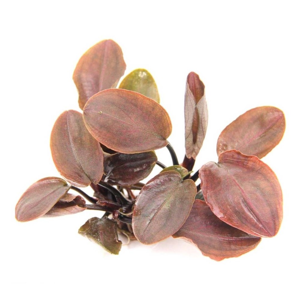 Lagenandra meeboldii 'Red'