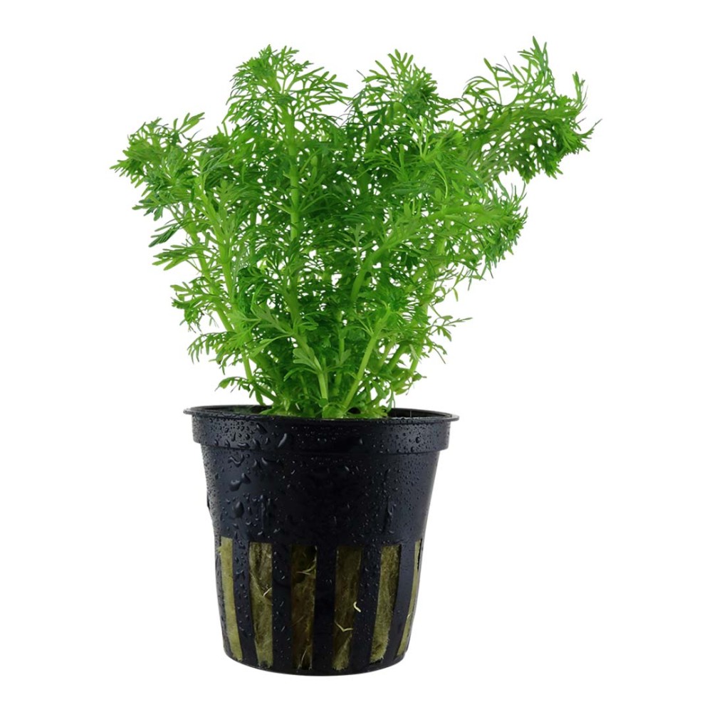 Limnophila sessiliflora