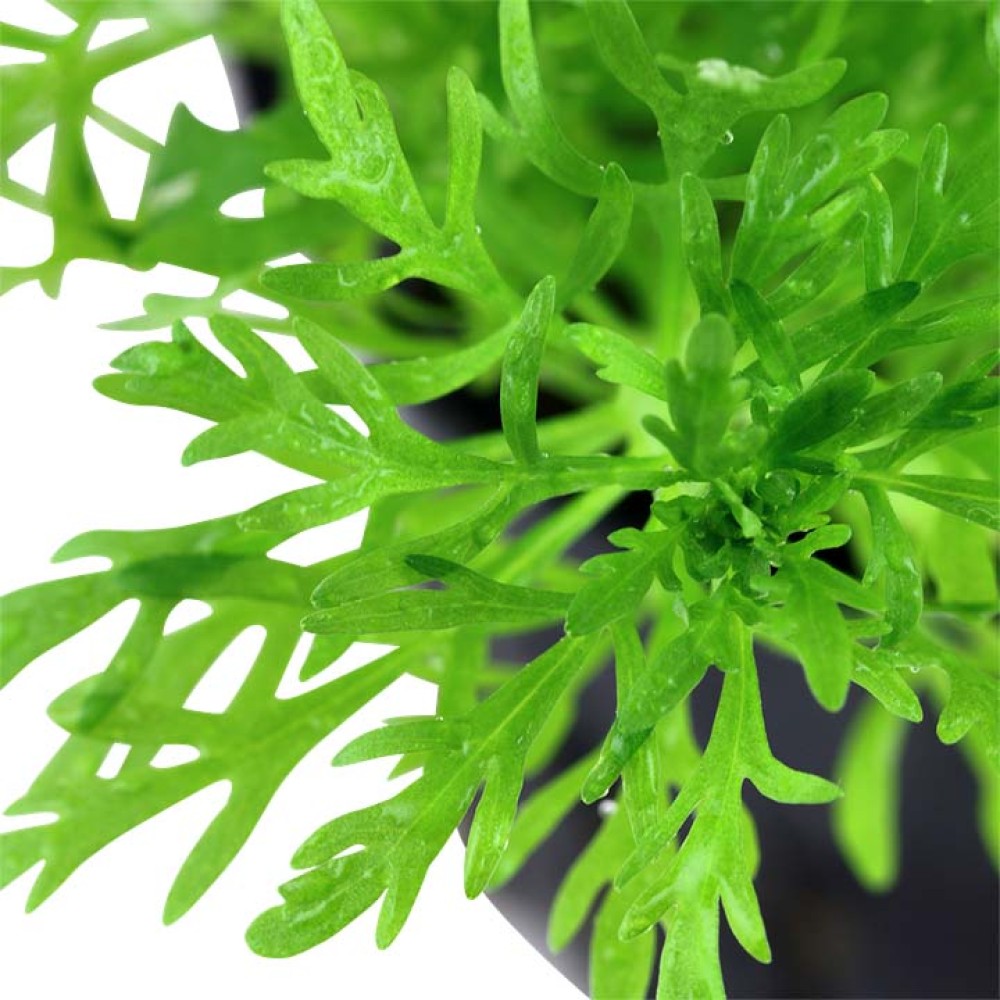 Limnophila aquatica