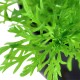 Limnophila aquatica