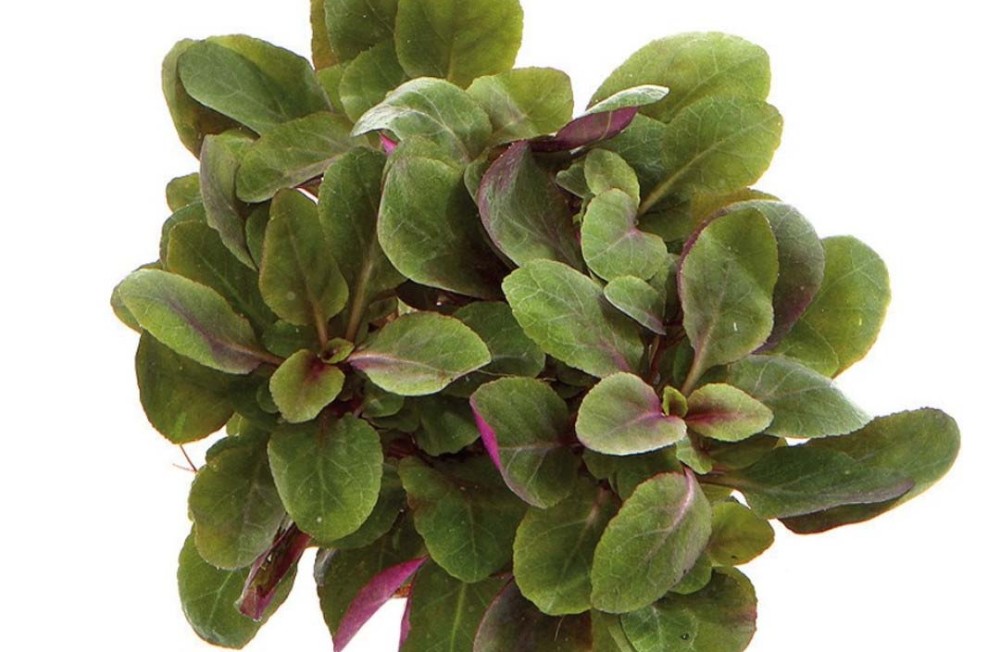 New Year! New Plants! Check it out!