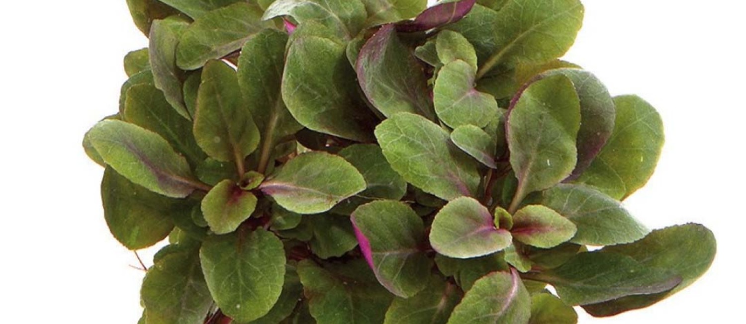 New Year! New Plants! Check it out!