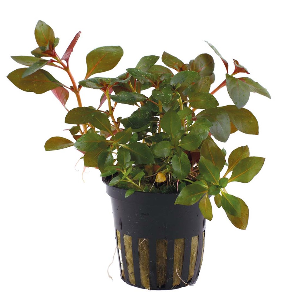 Ludwigia repens 'Rubin'