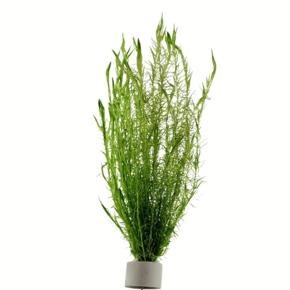 Mayaca Fluviatilis 