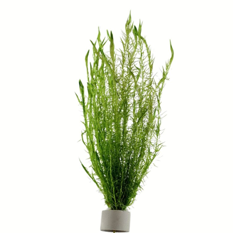 Mayaca Fluviatilis 