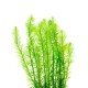 Mayaca Fluviatilis 