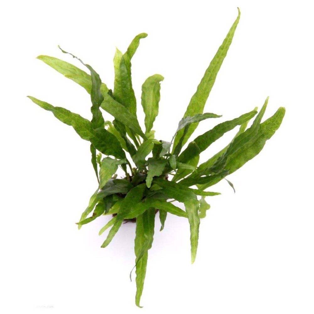 Microsorum Narrow Leaf