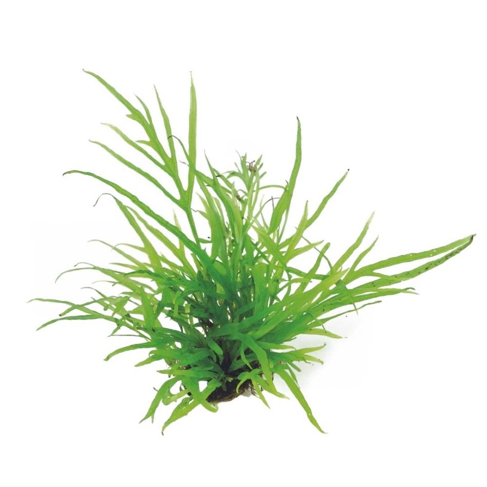 Microsorum pteropus Trident