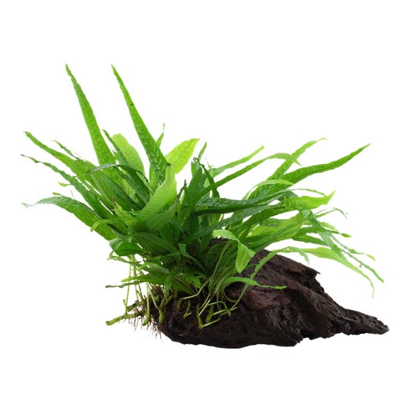 Microsorum Pteropus on Nano Wood