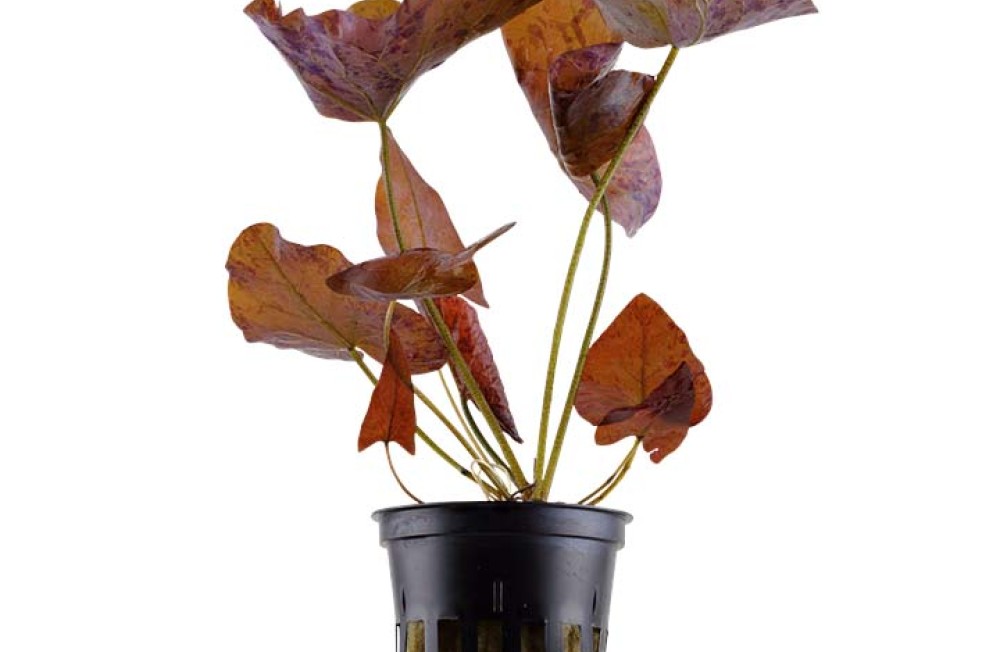 Here comes a whole load of plants!