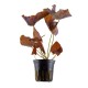 Nymphea lotus