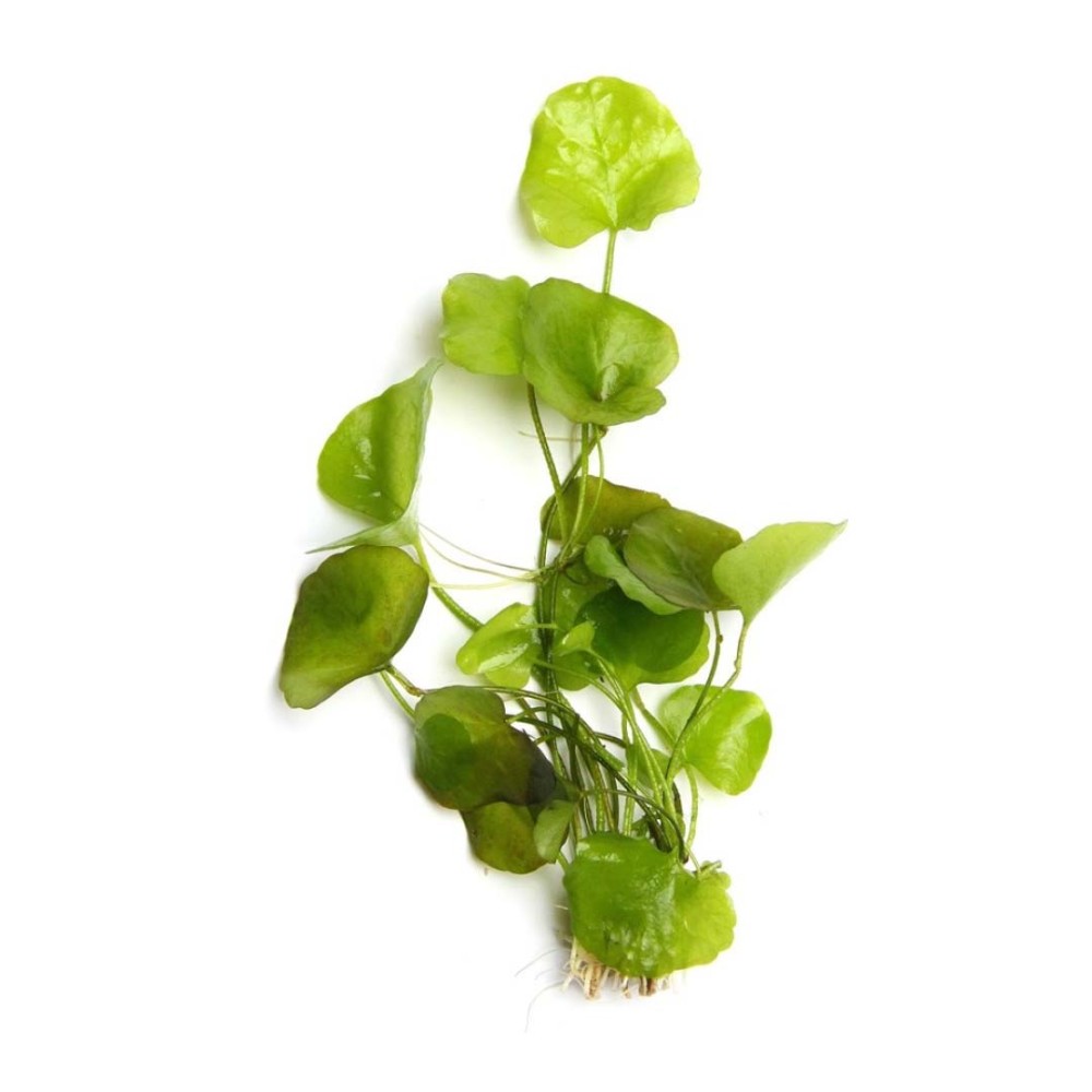 Nymphoides Taiwan in Vitro