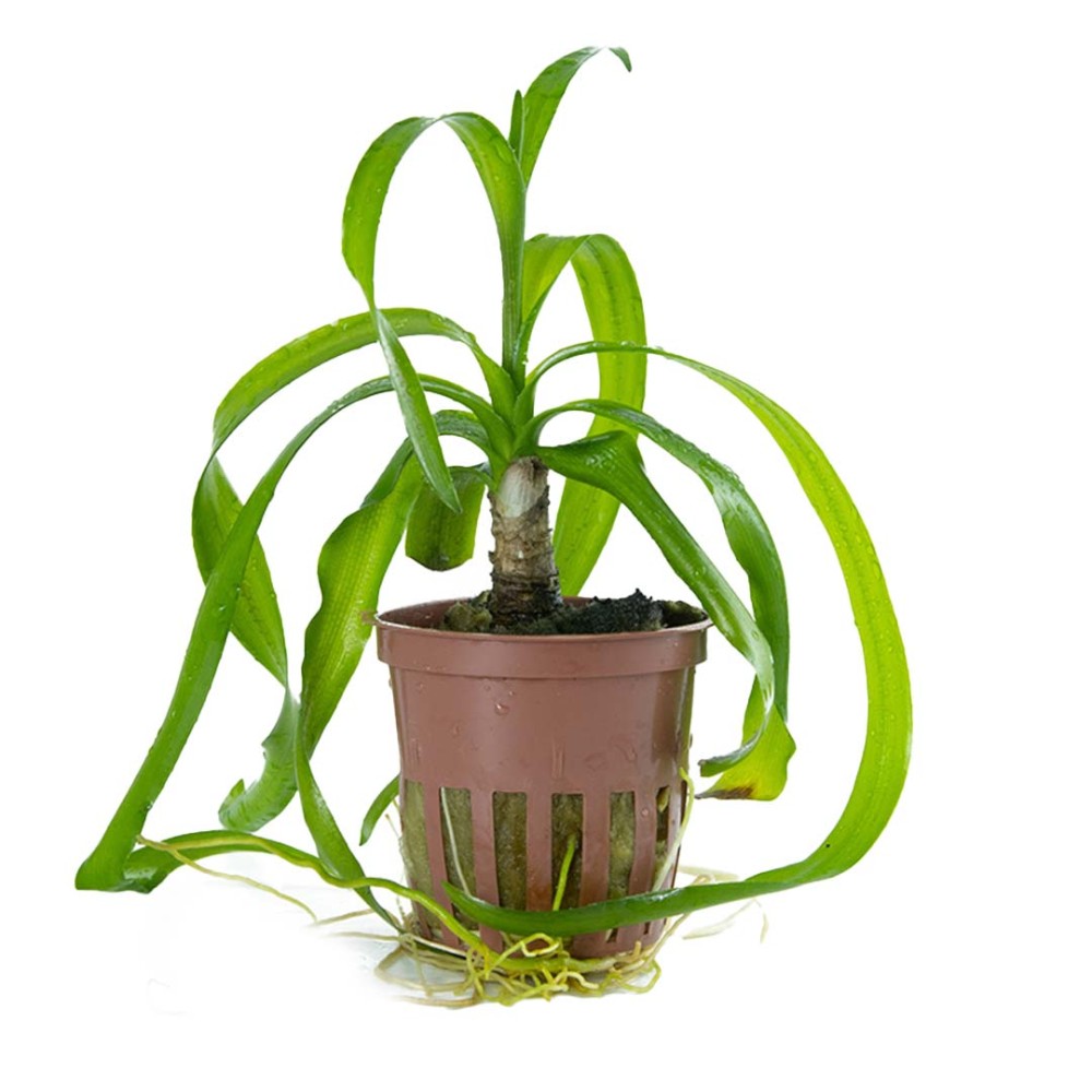 Onion Plant