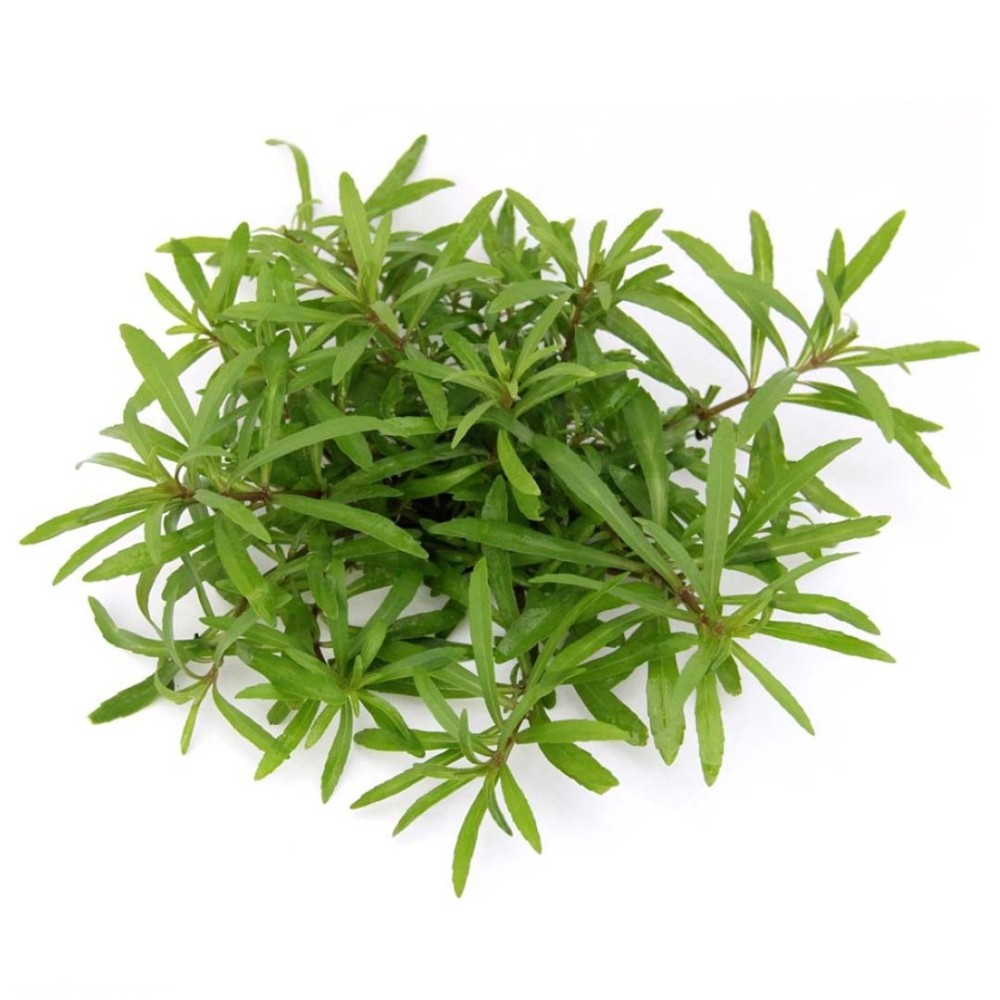Pogostemon quadrifolius