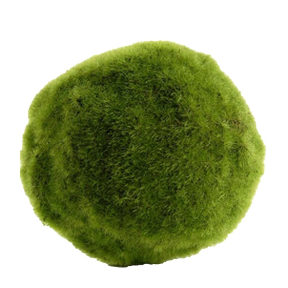 Rising Japanese Moss Balls