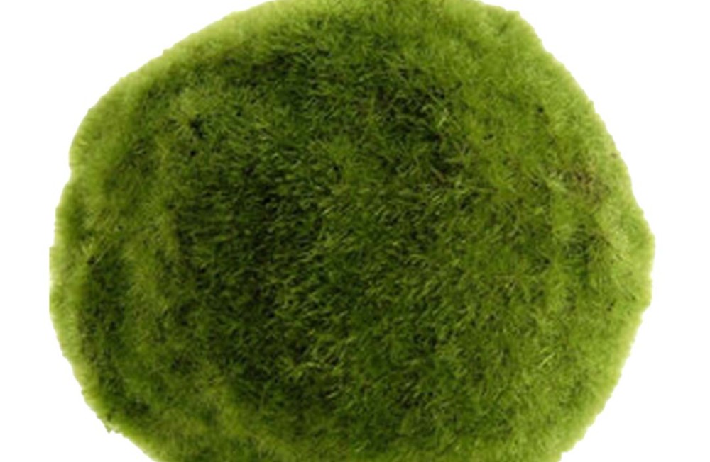 Mean Green Planting Machine - Brighten up your Week with our new Plant arrivals