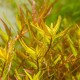 Rotala rotundifolia Laos