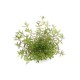 Rotala rotundifolia Laos