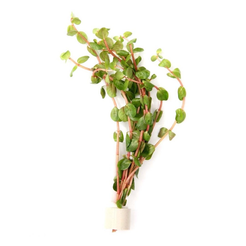 Rotala rotundifolia